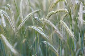 Attēlu rezultāti vaicājumam “Secale cereale”