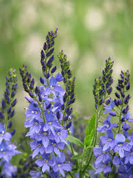 Attēlu rezultāti vaicājumam “Veronica austriaca subsp. teucrium bud”