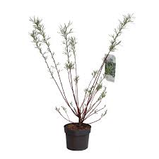 Attēlu rezultāti vaicājumam “Salix rosmarinifolia”