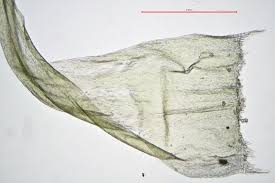 Attēlu rezultāti vaicājumam “Ptilium crista-castrensis sporophyte”