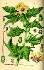 Attēlu rezultāti vaicājumam “Hyoscyamus niger fruit”