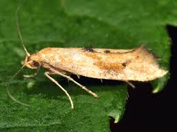 Attēlu rezultāti vaicājumam “Epermeniidae”