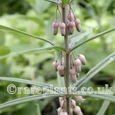 Attēlu rezultāti vaicājumam “Polygonatum verticillatum bud”