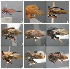 Attēlu rezultāti vaicājumam “Membracidae”