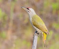 Attēlu rezultāti vaicājumam “Picus canus female”