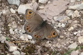 Attēlu rezultāti vaicājumam “Lasiommata petropolitana”