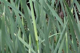 Attēlu rezultāti vaicājumam “Typha latifolia”