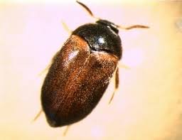 Attēlu rezultāti vaicājumam “Attagenus smirnovi”