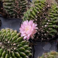 Image result for Gymnocalycium