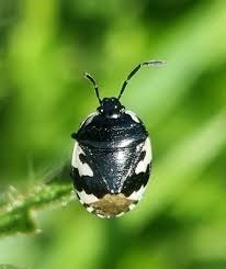 Attēlu rezultāti vaicājumam “Tritomegas bicolor nymph”
