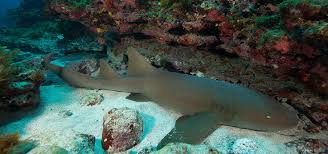 Image result for massacre golfinhos dinamarca