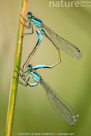 Attēlu rezultāti vaicājumam “Ischnura elegans”