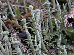Attēlu rezultāti vaicājumam “Cladonia ochrochlora”