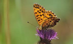 Attēlu rezultāti vaicājumam “Boloria dia”