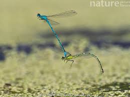 Attēlu rezultāti vaicājumam “Coenagrion puella”