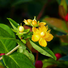 Image result for Johanniskraut