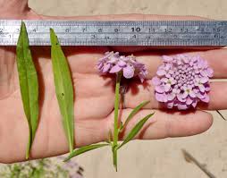 Image result for Iberis umbellata