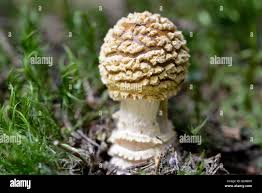 Attēlu rezultāti vaicājumam “Amanita regalis”