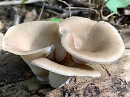 Attēlu rezultāti vaicājumam “Polyporus badius”