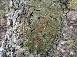 Attēlu rezultāti vaicājumam “Pleurosticta acetabulum”