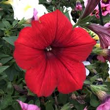 Image result for Petunia