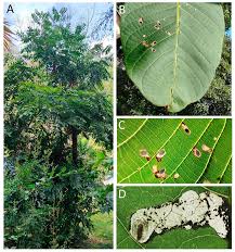 Attēlu rezultāti vaicājumam “Juglans regia leaf”