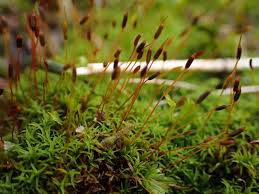 Attēlu rezultāti vaicājumam “Bryoerythrophyllum recurvirostrum”