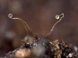 Attēlu rezultāti vaicājumam “Siphoptychium violaceum macro”