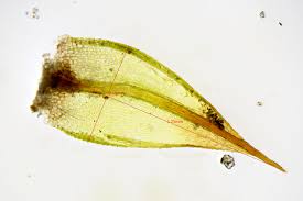 Attēlu rezultāti vaicājumam “Bryum caespiticium”