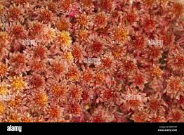 Attēlu rezultāti vaicājumam “Sphagnum capillifolium”