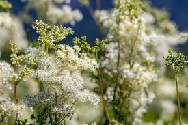 Image result for Filipendula vulgaris
