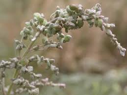 Attēlu rezultāti vaicājumam “Atriplex patula fruit”