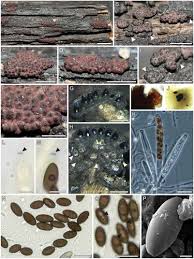 Attēlu rezultāti vaicājumam “Hypoxylon fragiforme / howeianum”