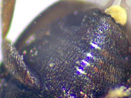 Attēlu rezultāti vaicājumam “Meligethes sp.”