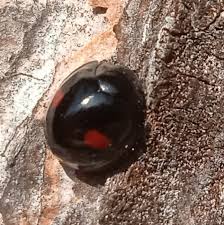 Attēlu rezultāti vaicājumam “Chilocorus renipustulatus”