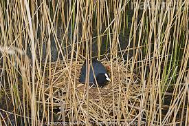 Attēlu rezultāti vaicājumam “Fulica atra eggs”
