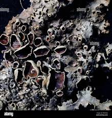 Attēlu rezultāti vaicājumam “Hertelidea botryosa”