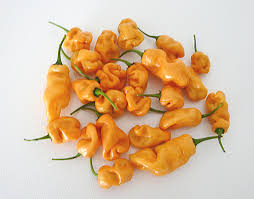 Afbeeldingsresultaat voor peach habanero hot pepper
