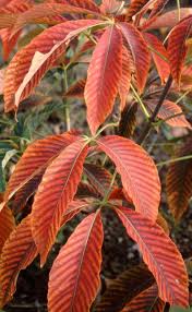 Attēlu rezultāti vaicājumam “Aesculus x neglecta flower”