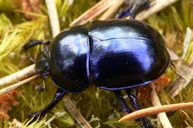 Attēlu rezultāti vaicājumam “Trypocopris vernalis”