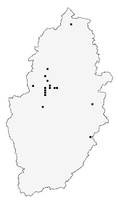 Attēlu rezultāti vaicājumam “Isomira murina”