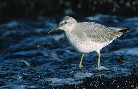 Attēlu rezultāti vaicājumam “Calidris canutus”