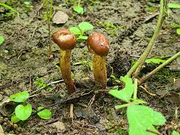 Attēlu rezultāti vaicājumam “Neocudoniella albiceps”