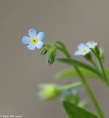 Attēlu rezultāti vaicājumam “Myosotis sparsiflora flower”