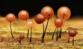 Attēlu rezultāti vaicājumam “Willkommlangea reticulata young”