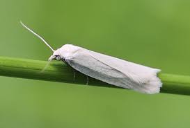 Attēlu rezultāti vaicājumam “Eana argentana”