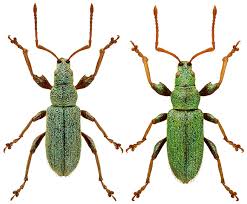 Attēlu rezultāti vaicājumam “Phyllobius”