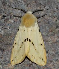 Attēlu rezultāti vaicājumam “Spilosoma lutea imago”