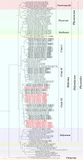 Attēlu rezultāti vaicājumam “Diderma testaceum sessile”