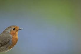 Attēlu rezultāti vaicājumam “Erithacus rubecula adult”